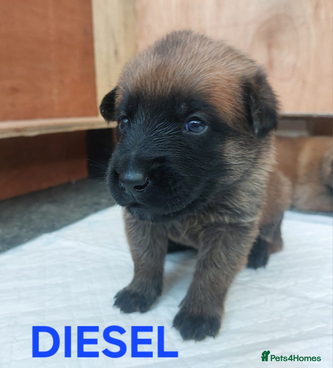 Belgian Shepherd Dog dogs for sale: PuppiesDWKC registered Working Line,Tested Parents - Image 29