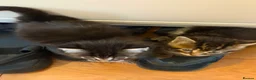 Mixed Breed cats for sale: 6 Kittens  in Waterlooville - Advert 6