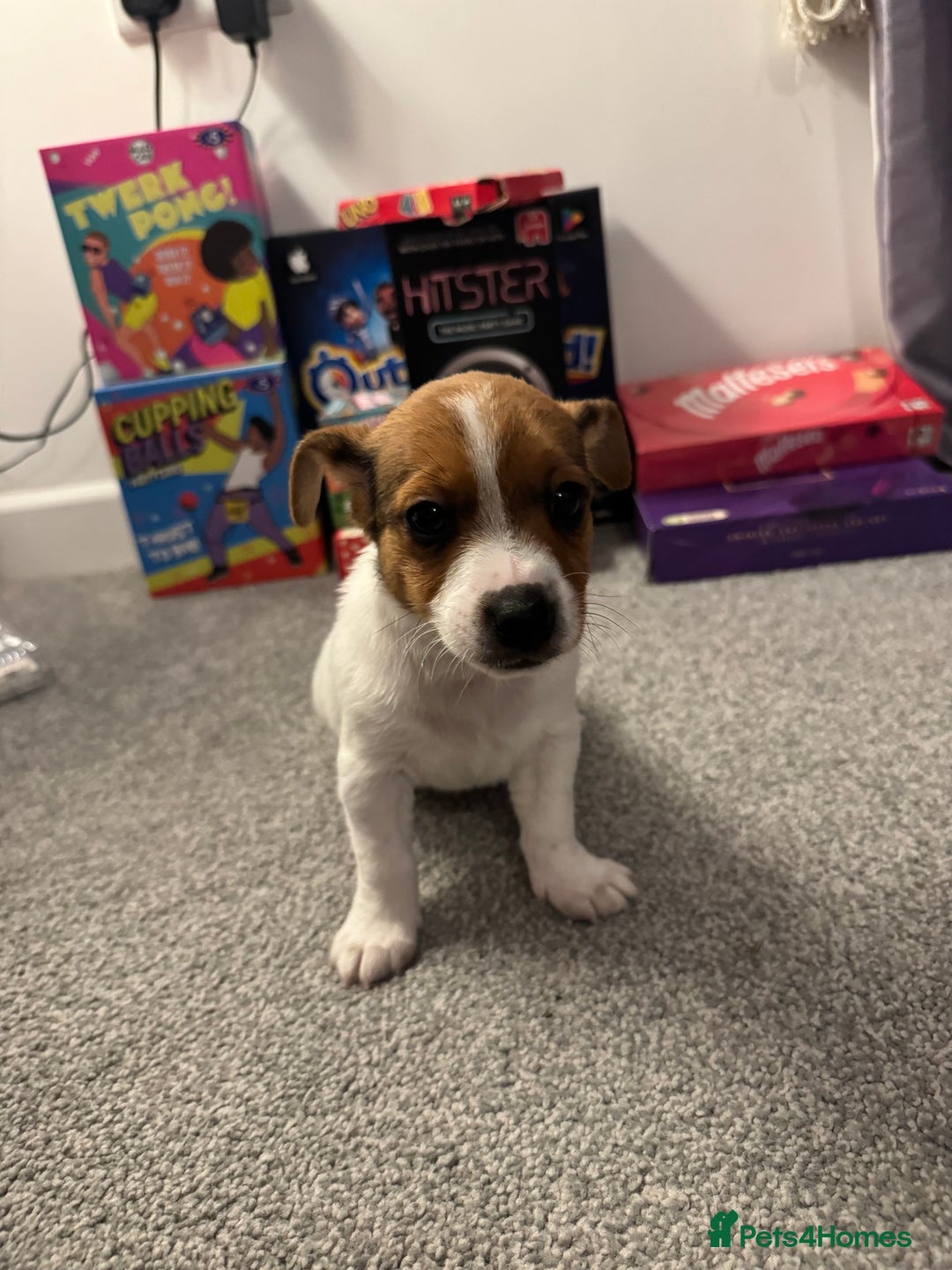 Jack Russell dogs for sale: Gorgeous Jack Russell Puppies For Sale  - Advert 4