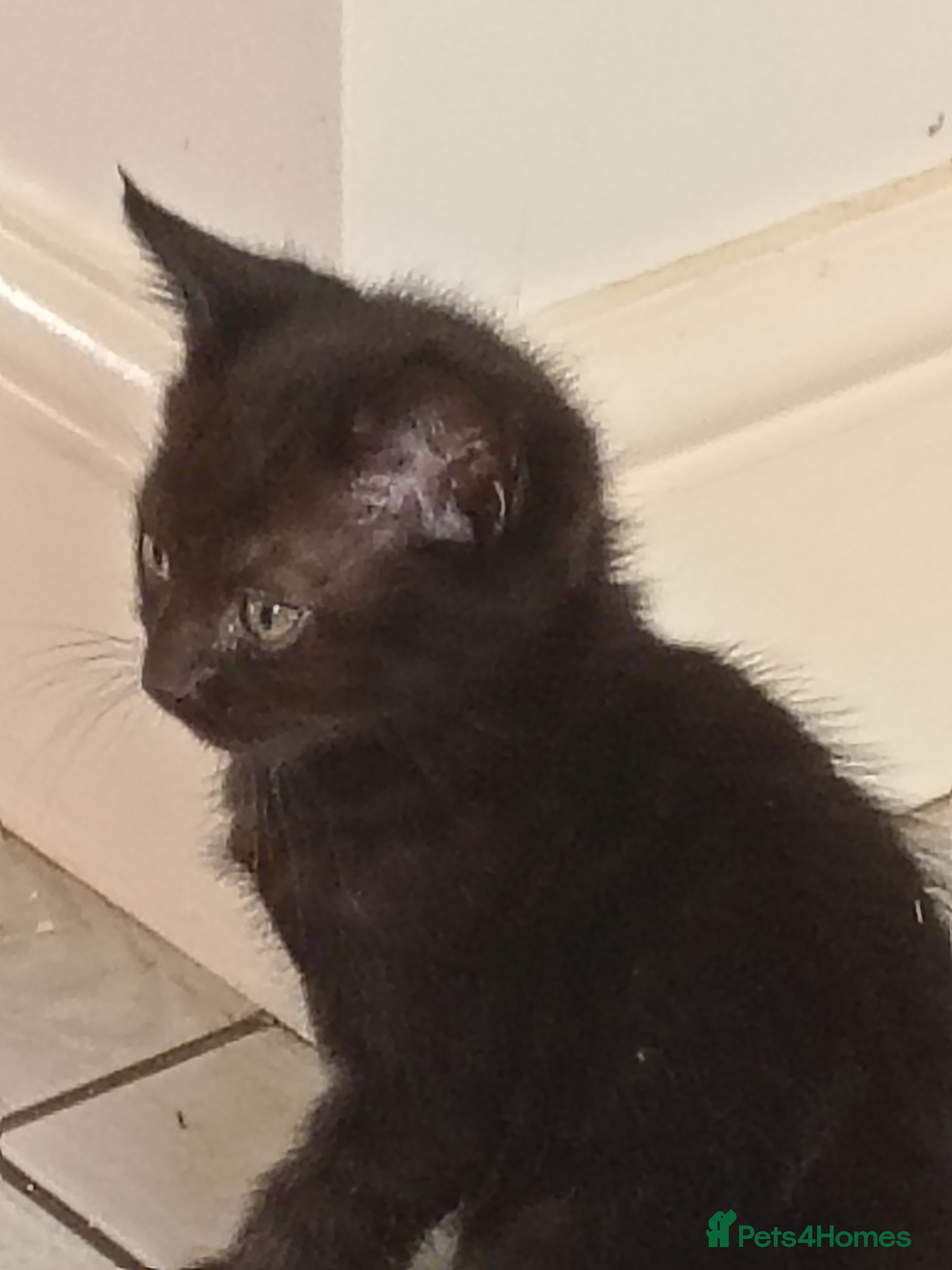 Mixed Breed cats Adorable beautiful kittens  - Advert 2
