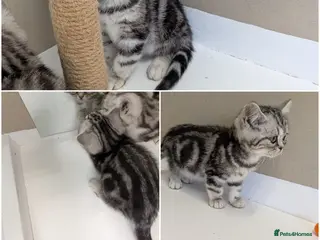 British Shorthair cats 🩷Stunning and Cuddly Pedigree Silver Tabbies🩷 - Advert 4