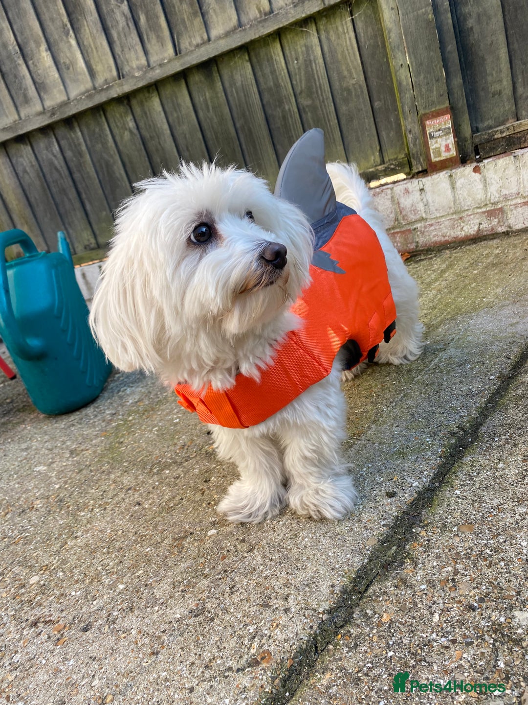 Mixed Breed dogs for sale: Female Maltipoo X Bichon Frise 2 years Old  - Advert 5