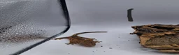 Gecko reptiles for sale: Crested and chahouas geckos - Advert 6