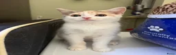 British Shorthair cats for sale: British short hair cross kittens- both together - Advert 2