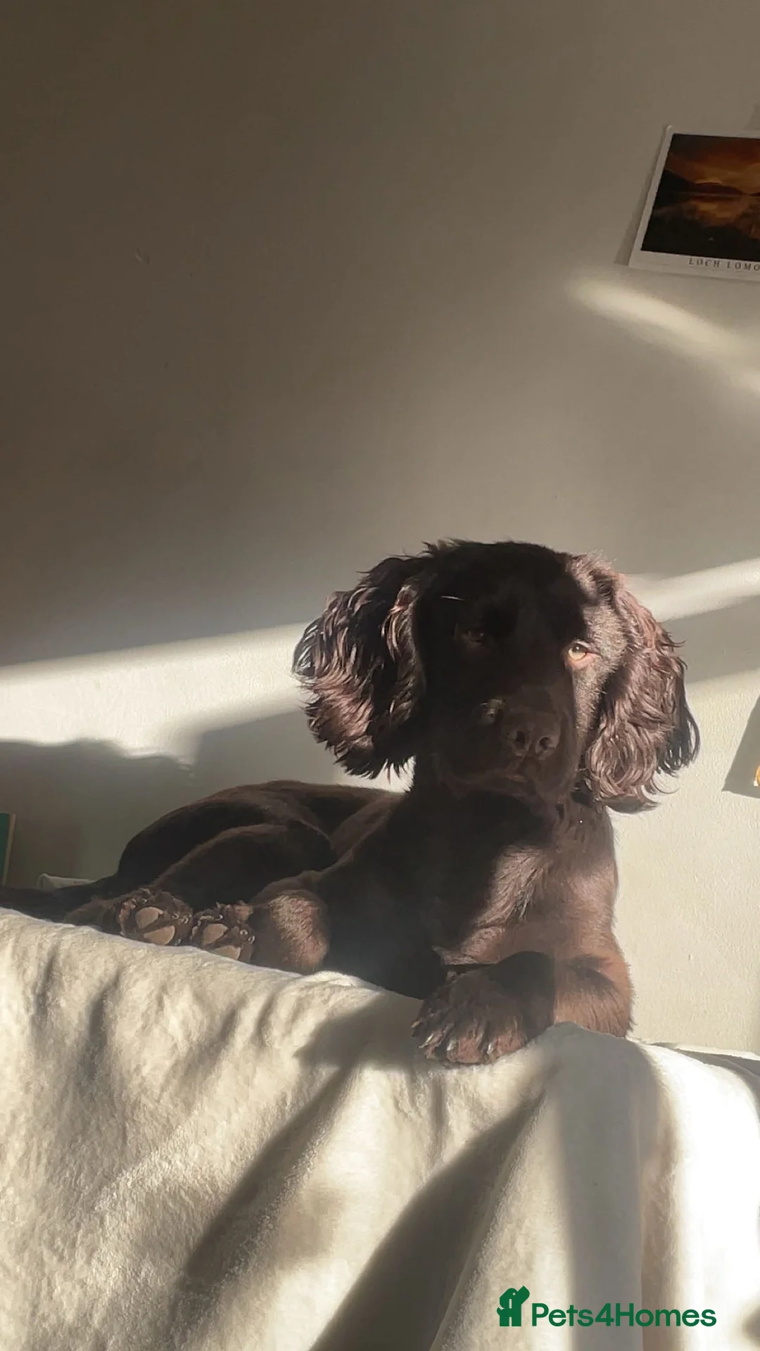 Cocker Spaniel dogs for stud: Chocolate Working Cocker Spaniel Stud – Clarkson in Burton-on-Trent - Advert 2