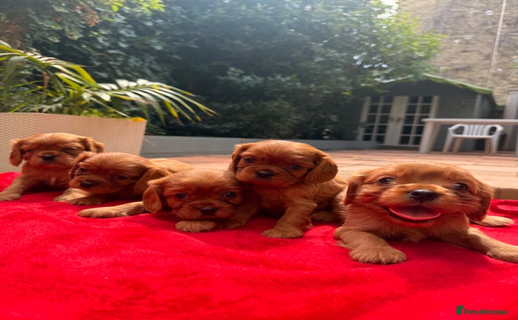 Cavalier King Charles Spaniel dogs - Advert 1