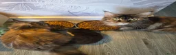Maine Coon cats for sale: Beautiful full mainecoons - Advert 9