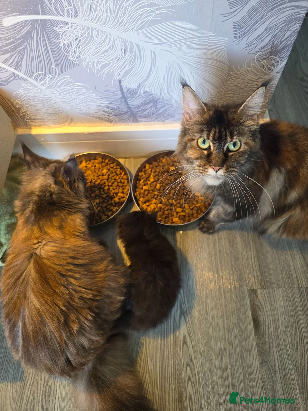 Maine Coon cats for sale: Beautiful full mainecoons - Advert 9