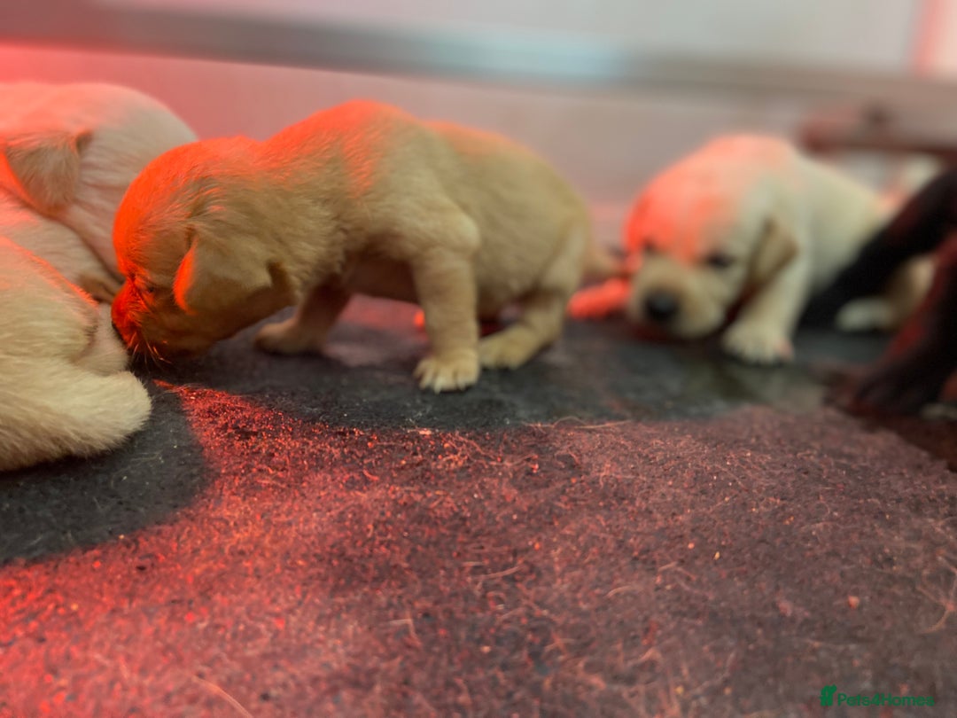 Labrador Retriever dogs for sale: Labrador pups  - Image 25