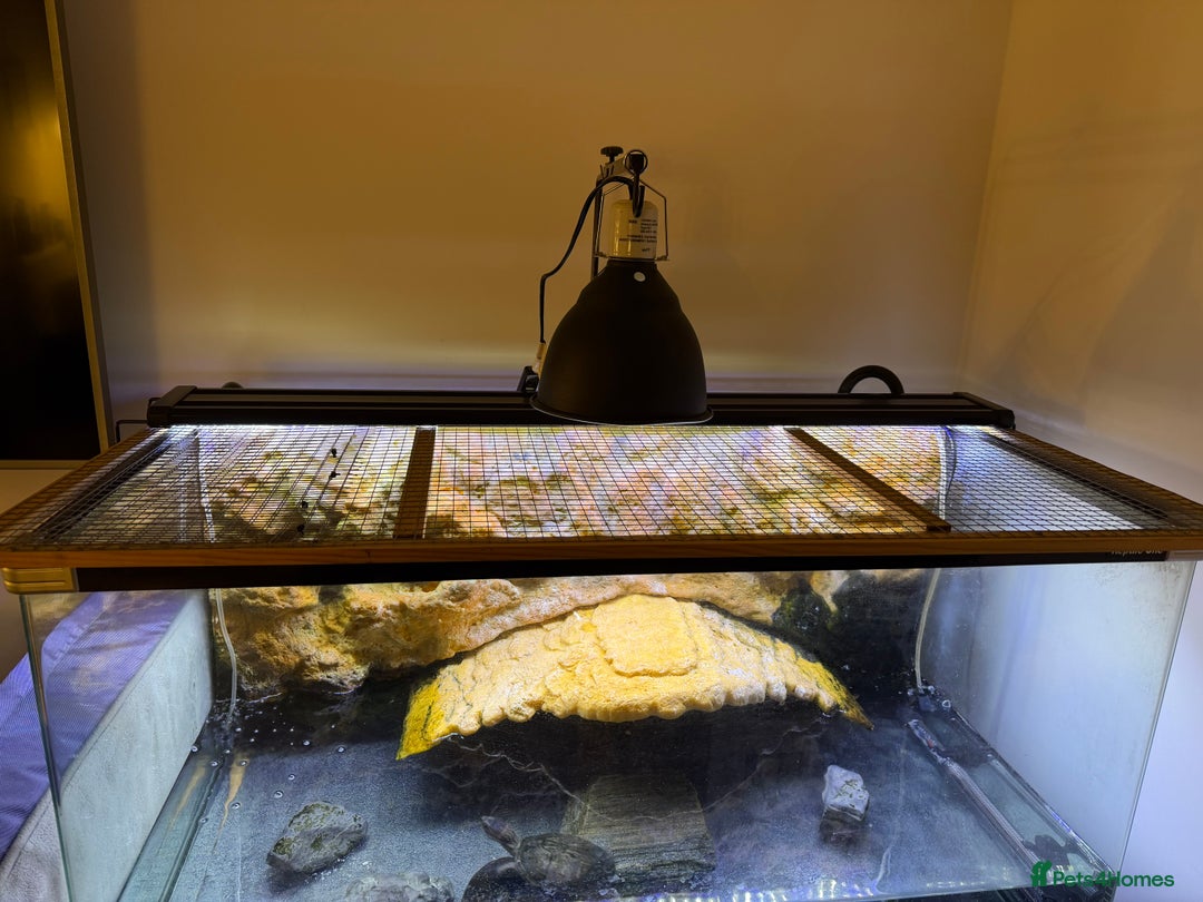 Turtle reptiles for sale: Full Turtle setup - Reptile One Turtle Pro 90 - Image 2