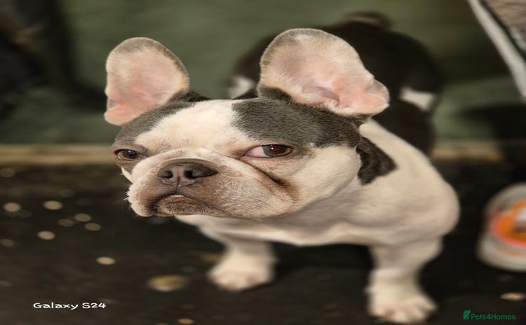 French Bulldog dogs - Advert 3