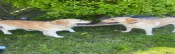 Labrador Retriever dogs for stud: Golden Labrador Retriever (4 years old)  in Ruislip - Advert 4