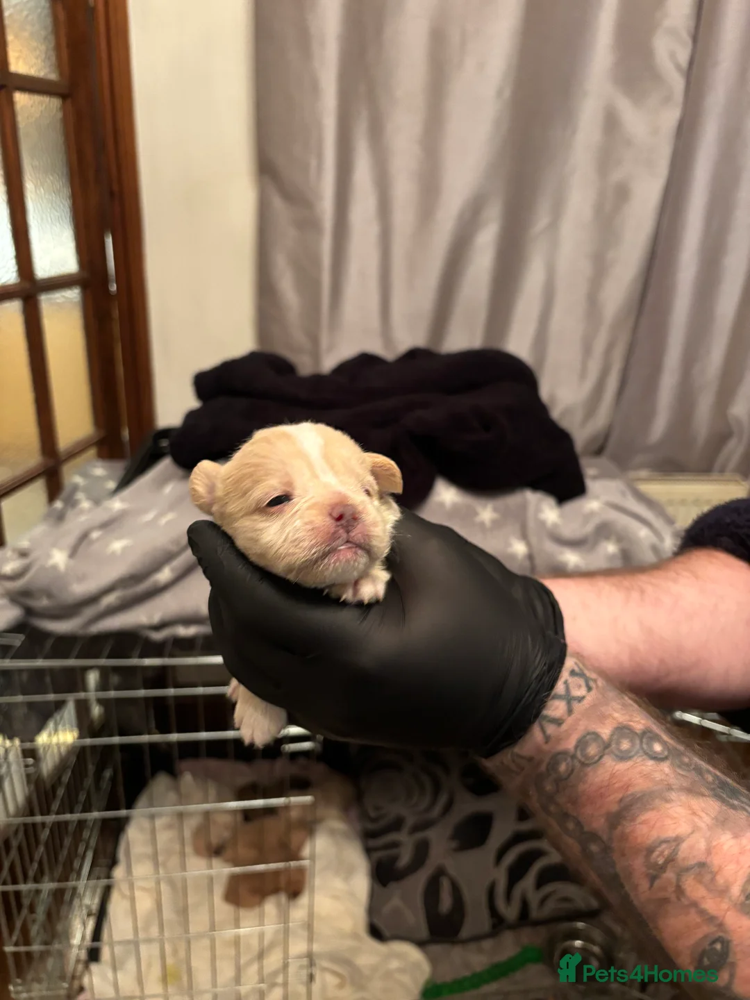 Mixed Breed dogs for sale: Floodles - Advert 30