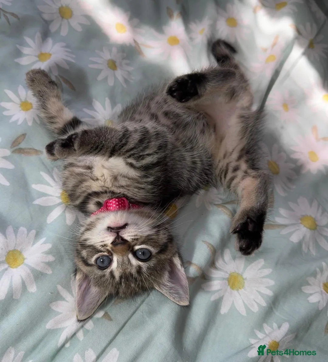 Ragdoll cats for sale: Adorable Ragdoll x Bombay Kittens  - Advert 2