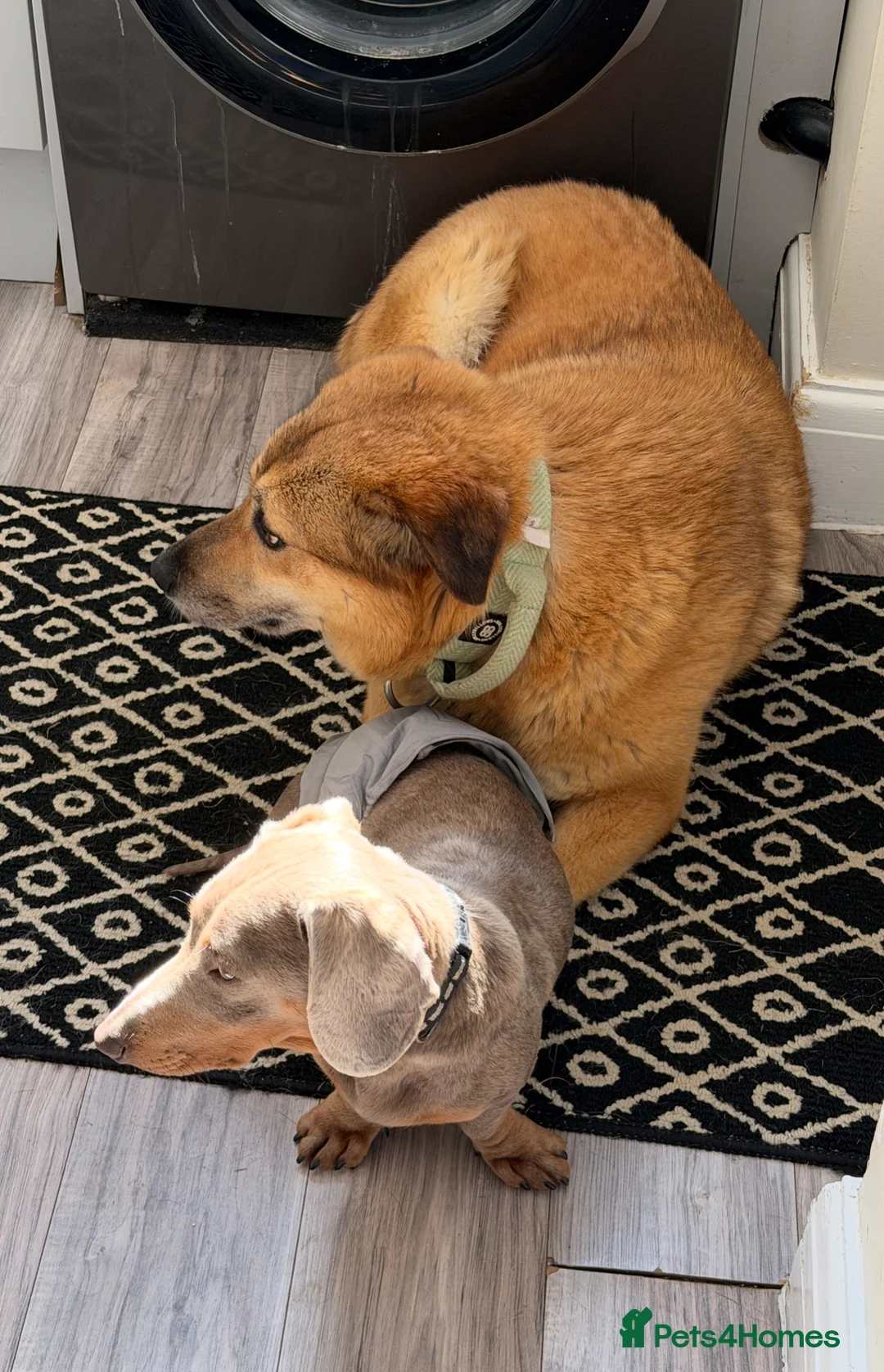 Mixed Breed dogs for adoption: Sweet Muffin | Gentle, Snuggly & Cheeky Girl 💛 - Advert 2