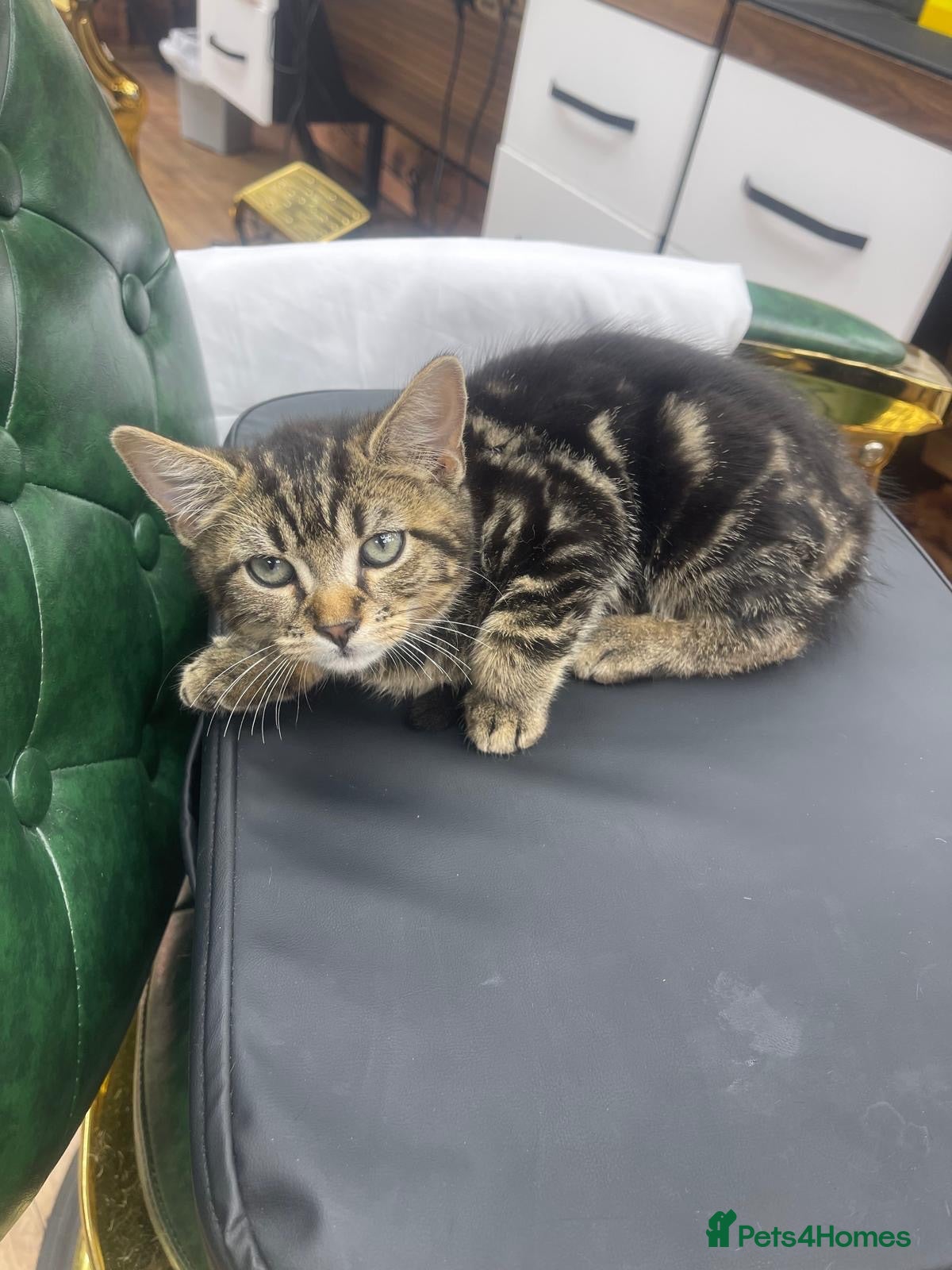 Mixed Breed cats Kitten  - Advert 1