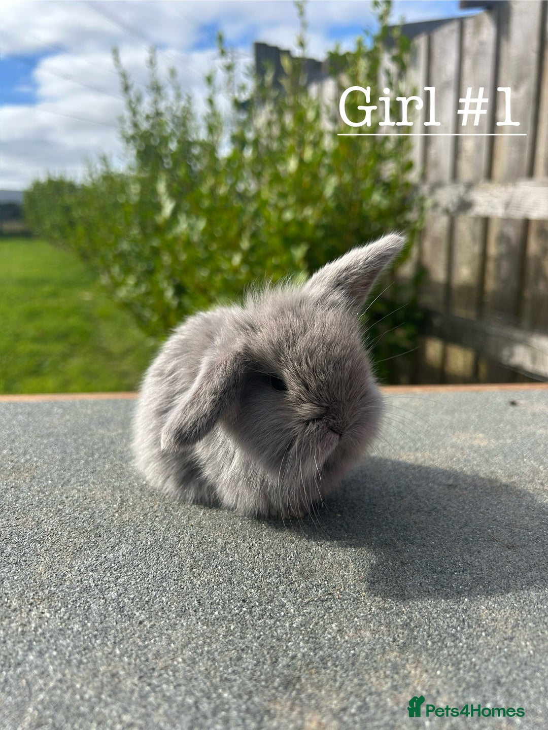 Mini Lion Lop rabbits for sale: 4 Lion Lop Kits for sale - Ready 4th November  - Image 4