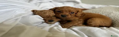 Cavapoo Puppy 3