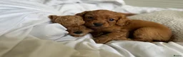 Cavapoo dogs for sale: Dog Trainer’s Cavapoo fur babies   - Advert 34