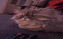 Persian cats for sale: Persian Grey kitten male and female - Image 20