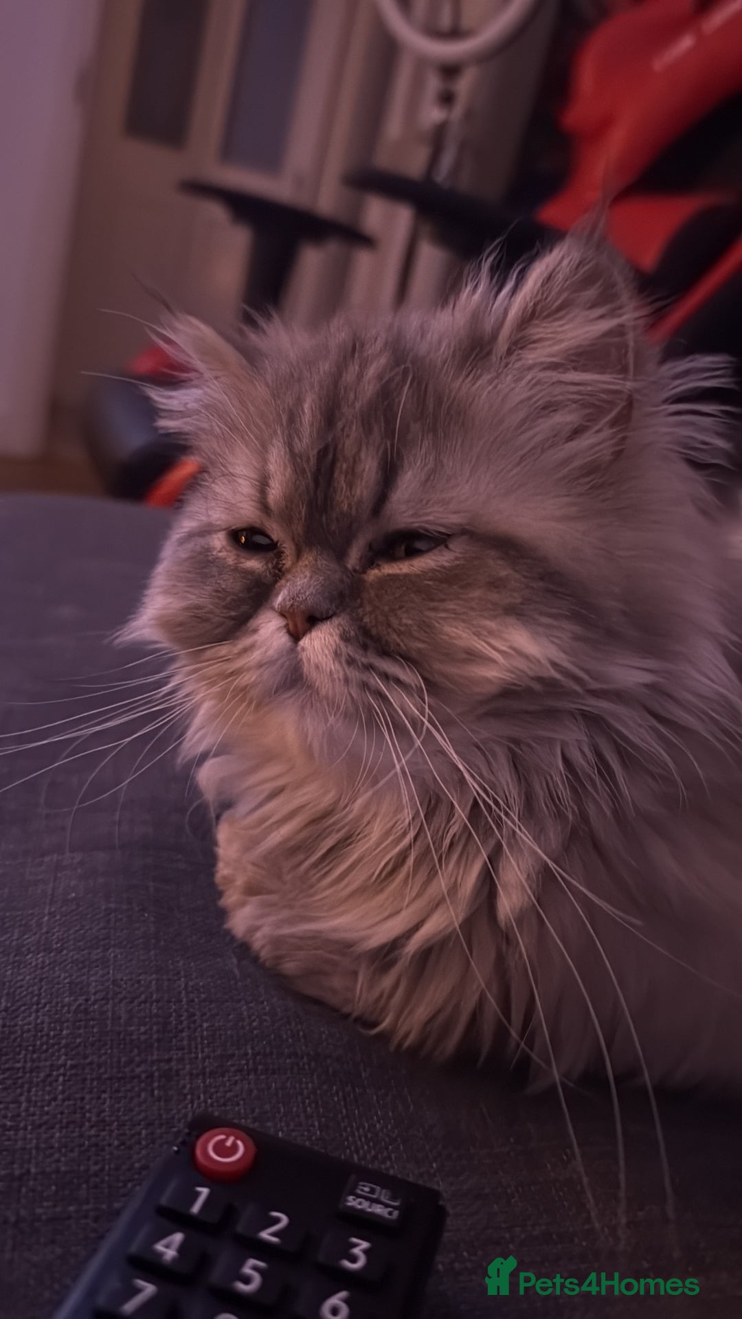 Persian cats for sale: Persian Grey kitten male and female - Image 20