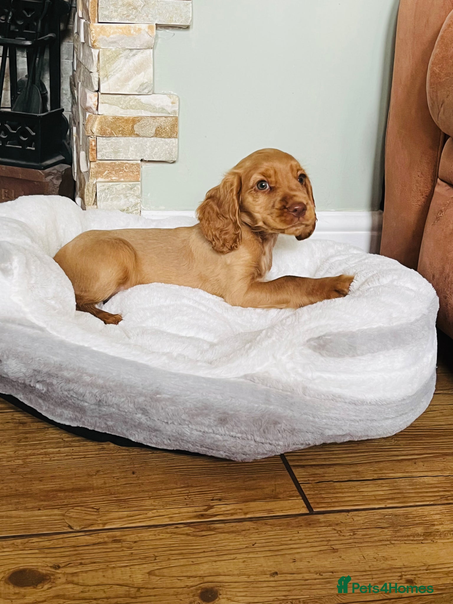 Cocker Spaniel dogs Ready now..Cocker spaniel puppies - Advert 1