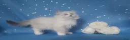 Siberian cats for sale: GCCF Registered Siberian Kitten For Sale  - Advert 22