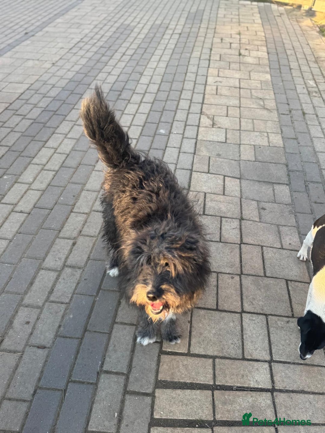 Mixed Breed dogs for adoption: Beautiful Jennifer needs a loving home - Advert 10