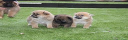 Chow Chow dogs for sale: 🐾Chow chow cross Japanese chin 🐾 - Advert 4