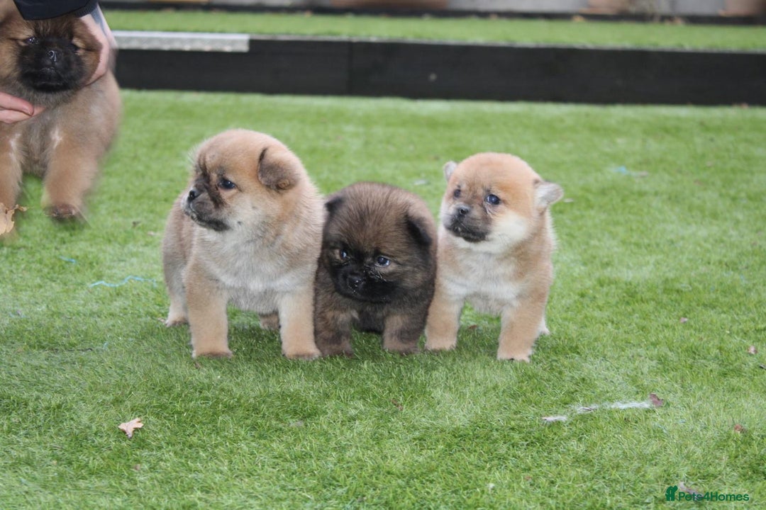 Chow Chow dogs for sale: 🐾Chow chow cross Japanese chin 🐾 - Advert 4