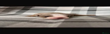 English Bulldog 5