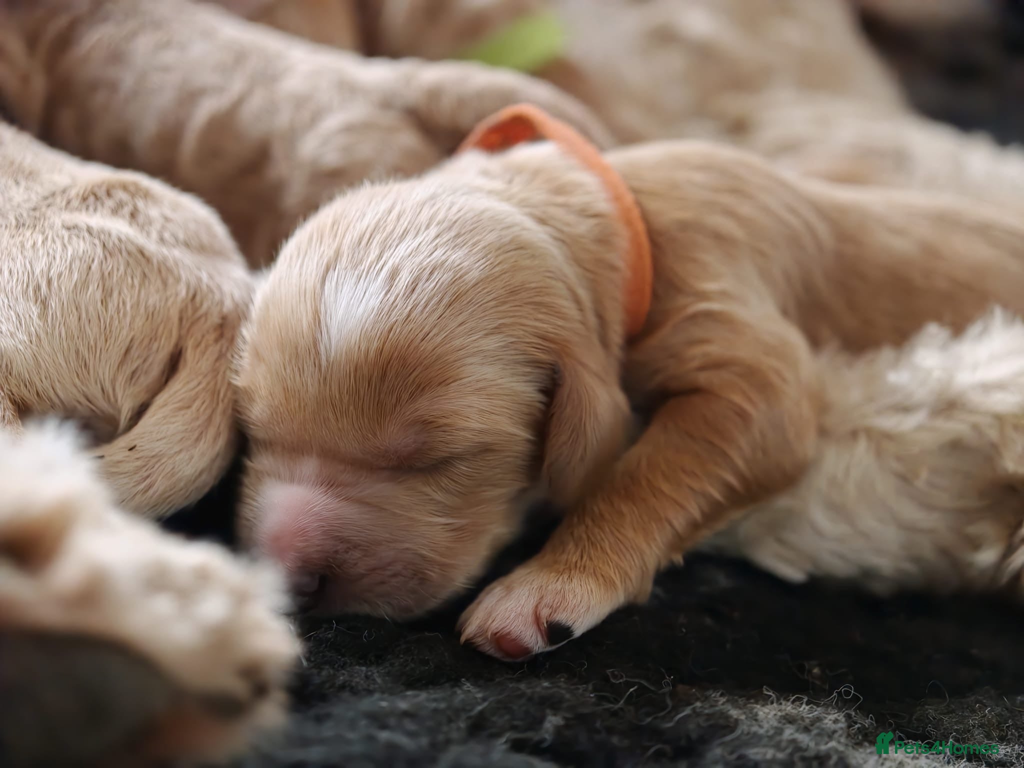 Goldendoodle dogs Exceptional Health tested Goldendoodle puppies - Advert 1