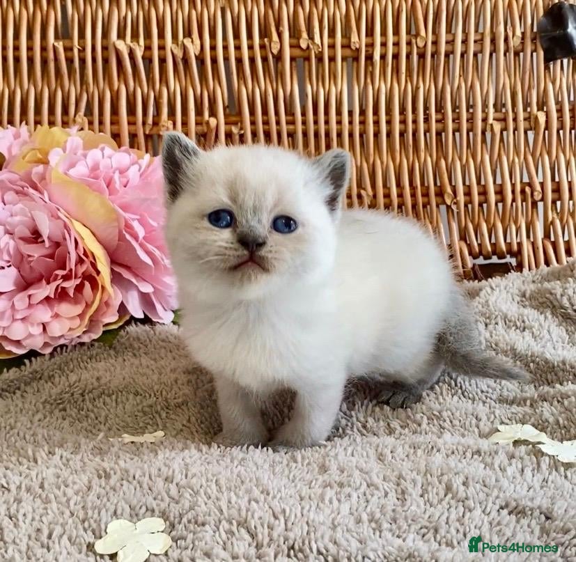 British Shorthair cats RARE SEAL LYNX PURE BRED BSH TEDDY BEARS - Advert 7