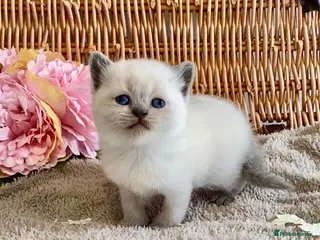 British Shorthair cats RARE SEAL LYNX PURE BRED BSH TEDDY BEARS - Advert 7