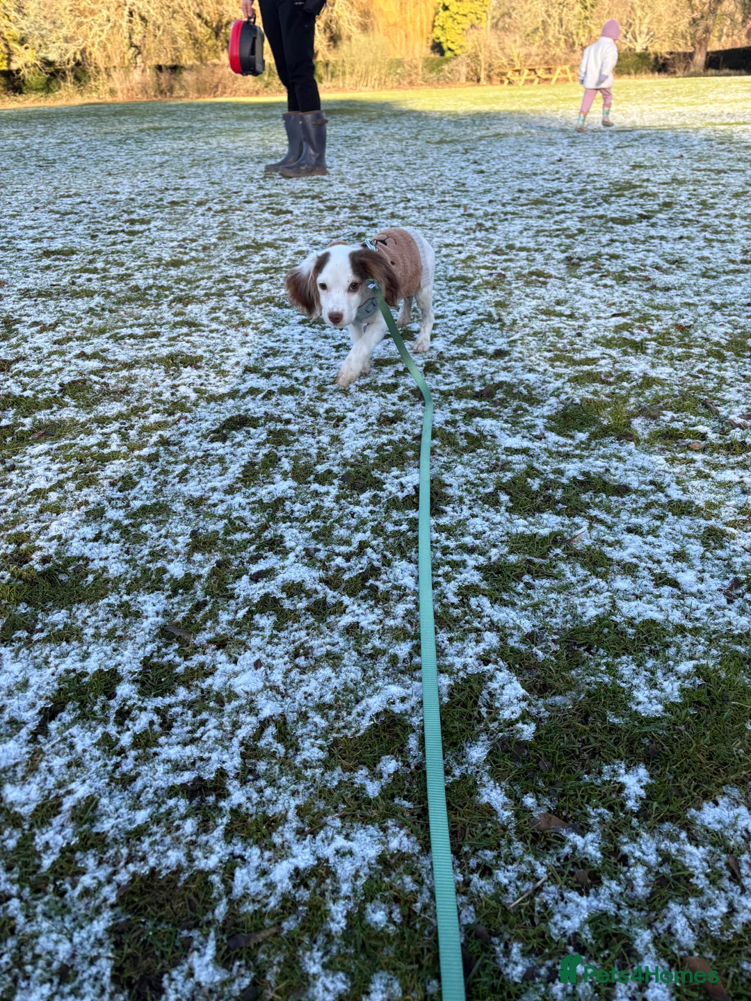 Cocker Spaniel dogs for sale: Male working cocker spaniel  - Advert 5