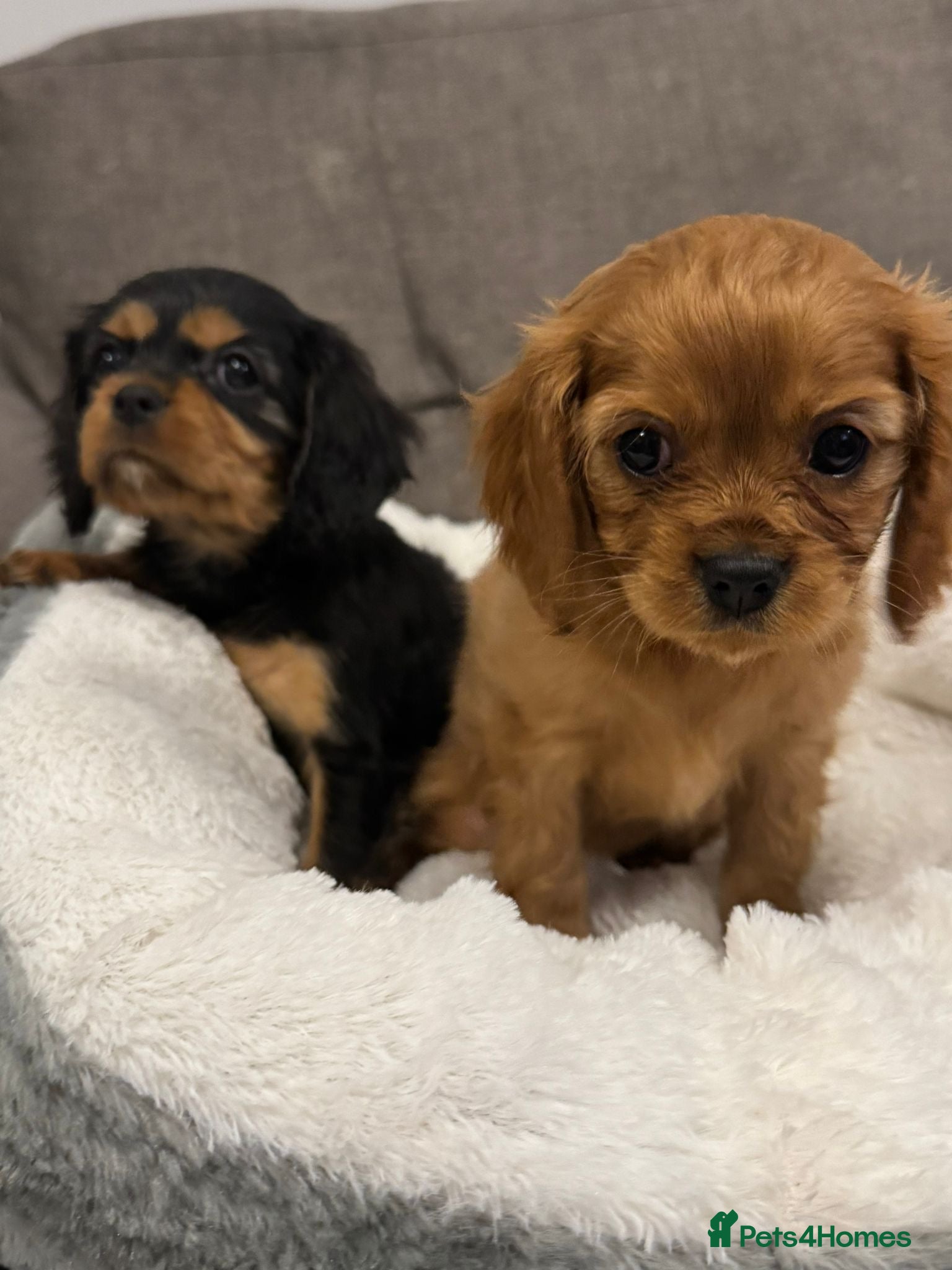 Cavalier King Charles Spaniel dogs Cavalier King Charles Spaniel Girls KC Reg - Advert 1