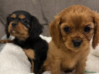 Cavalier King Charles Spaniel dogs Cavalier King Charles Spaniel Girls KC Reg - Advert 1