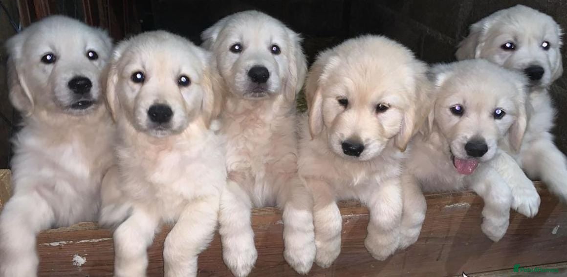 Golden Retriever dogs Top quality golden retriever puppies - Advert 3