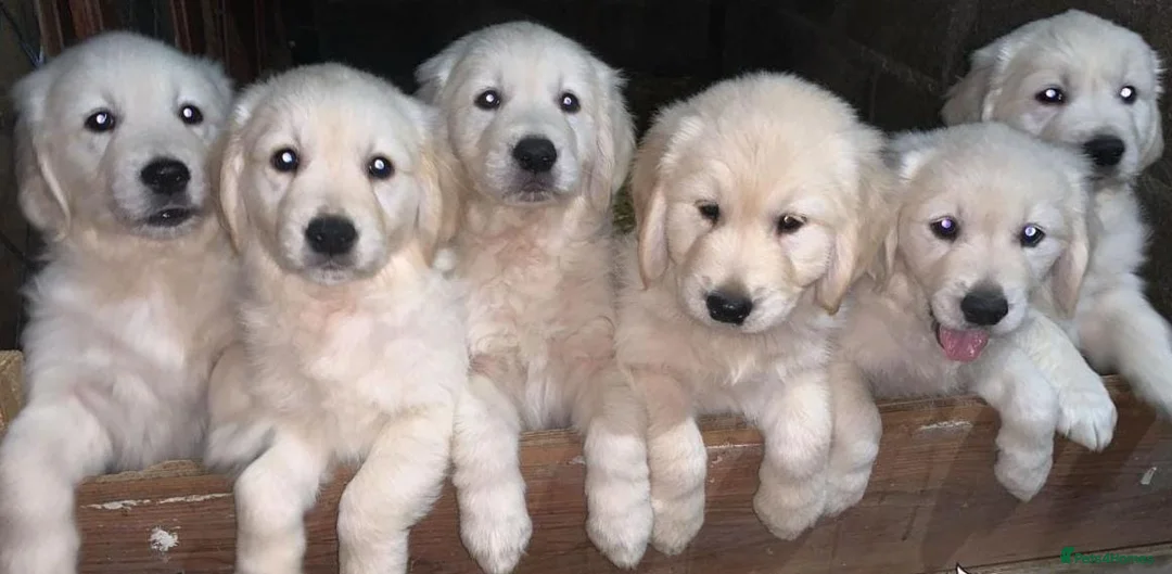 Golden Retriever dogs for sale: Top quality golden retriever puppies - Advert 1