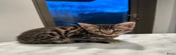 Savannah cats for sale: Savannah X Bengal sepia kittens  - Advert 5