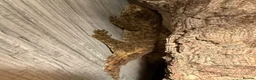 Lizard reptiles for sale: Dark Morph Baby Leachianus Geckos  Dark Morph  - Advert 5