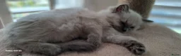 Ragdoll cats for sale: Stunning ragdoll kittens in Newport - Advert 5