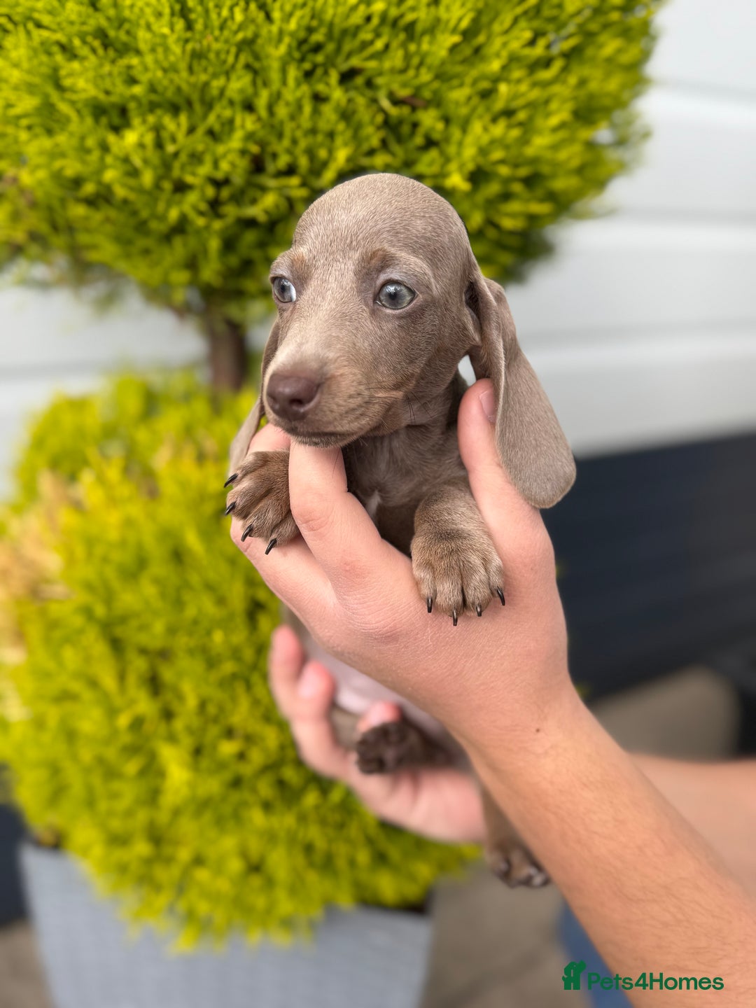 Miniature Dachshund dogs for sale: Miniature Dachshund Puppies (Licensed Breeder) - Image 10