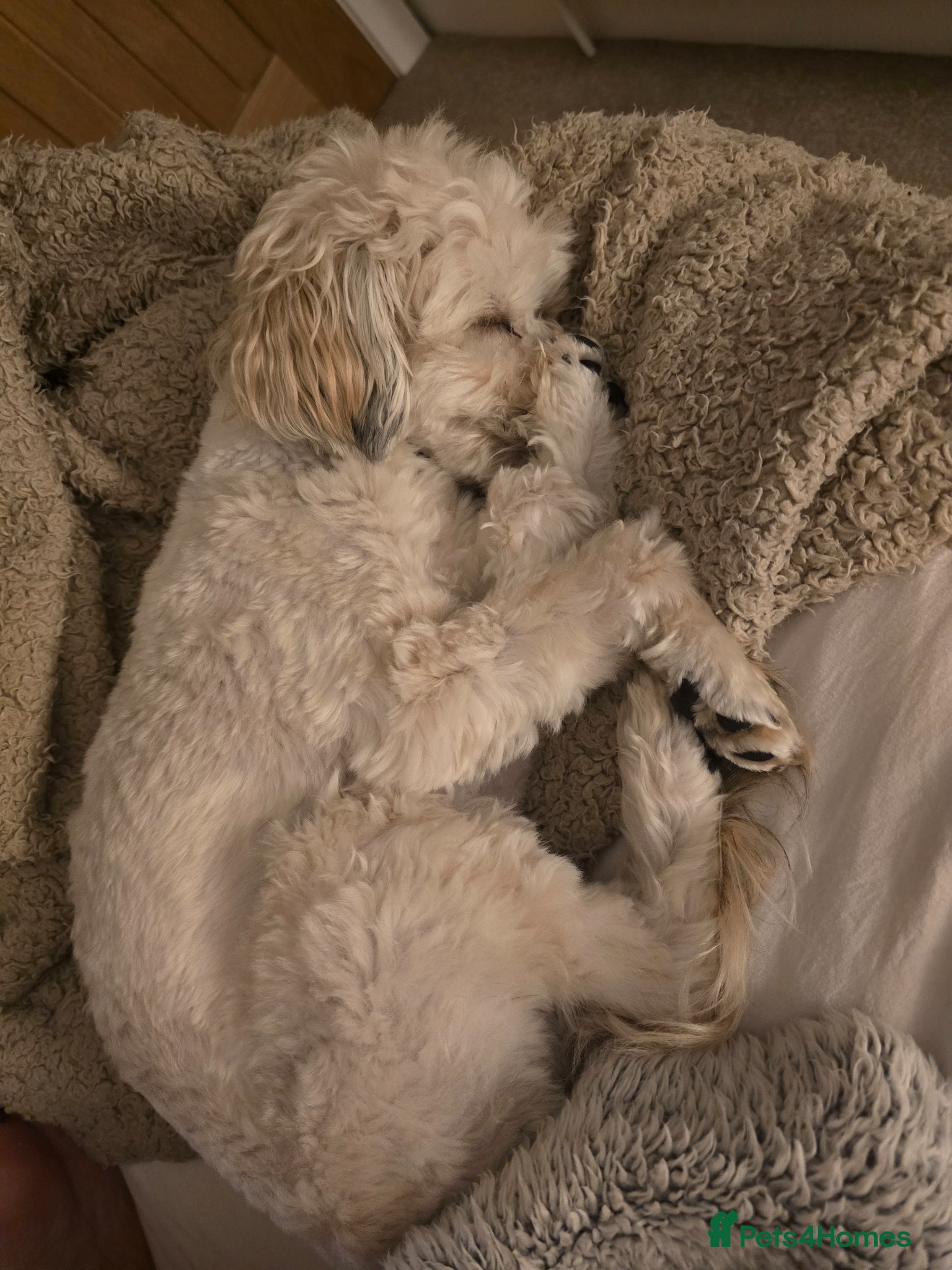 Maltipoo dogs for sale: Roxy  in Chester-le-Street - Advert 3