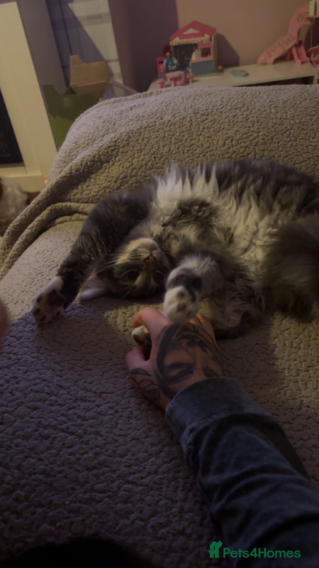 Mixed Breed cats for sale: Sad rehoming of our beloved Kevin - Advert 4