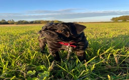 Pug dogs for sale: Black Pug named Bob 2 years 6 months to rehome - Image 2