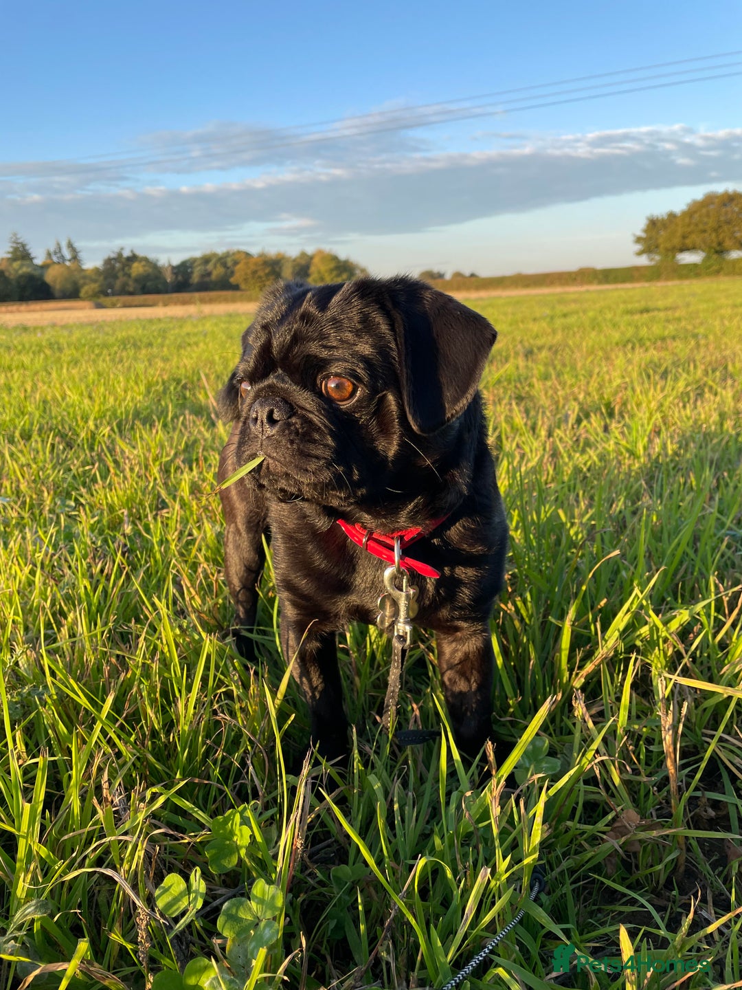 Pug dogs for sale: Black Pug named Bob 2 years 6 months to rehome - Image 2