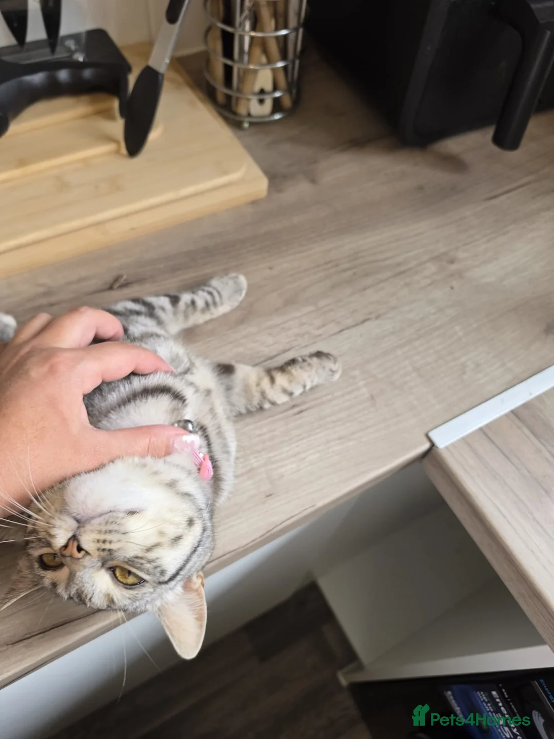 Mixed Breed cats for sale: Bengal cross and British short haired  - Advert 13