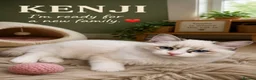 Ragdoll cats for sale: LAST AMAZING RAGDOLL KITTEN / FIFE - Advert 17