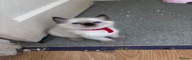 Ragdoll 3